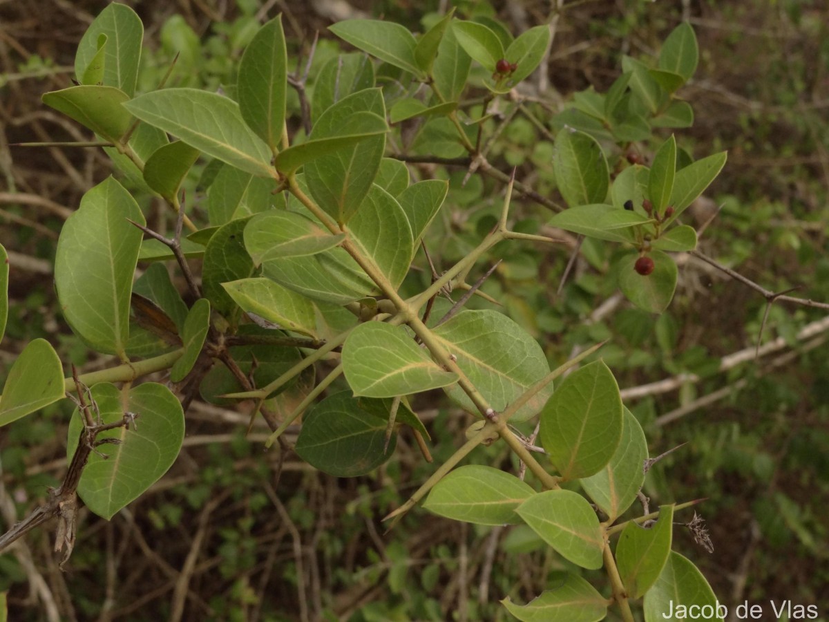 Carissa spinarum L.